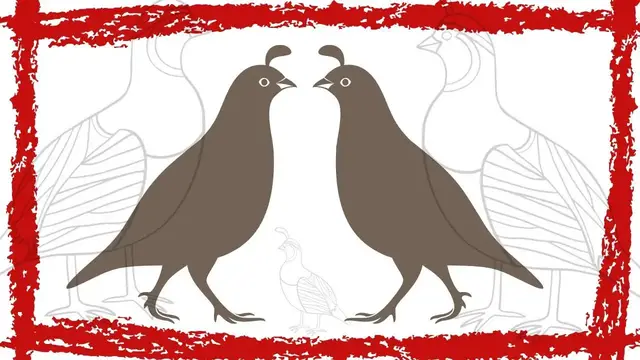 Video thumbnail for California Quail Bird Sound/Call/Song/Noise/Mating calls