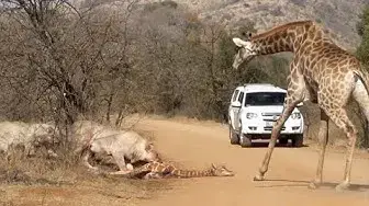 Video thumbnail for Giraffe Tries Saving her Calf From Hunting Lions