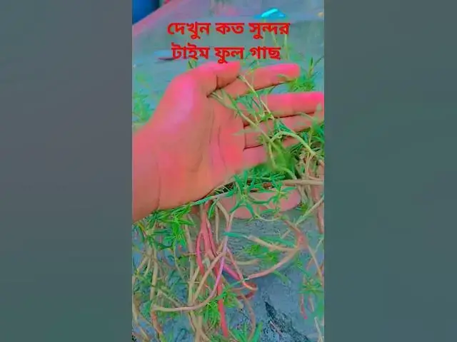 Video thumbnail for এখন কত সুন্দর সুন্দর টাইম। what a nice time flower  tree.#subscribe #sohatvideo #new
