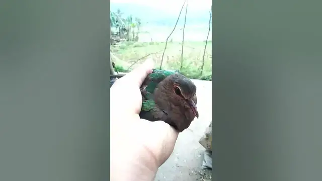'Video thumbnail for This Is A Beautiful Bird!'
