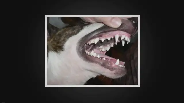 'Video thumbnail for 5 Most Common Dog Dental Care Mistakes you should Avoid'