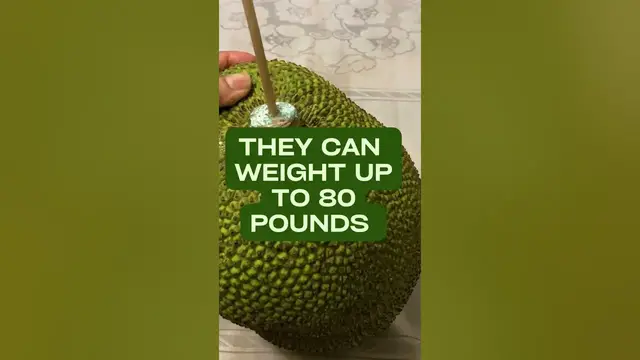 Video thumbnail for Food Fact - What's the World's Largest Fruit? #shorts