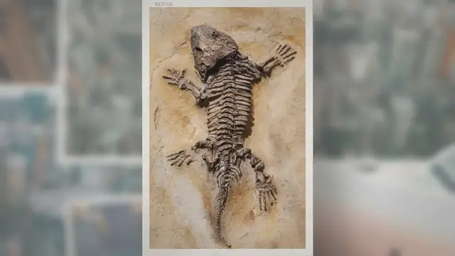 Video thumbnail for What Is Fossilization?