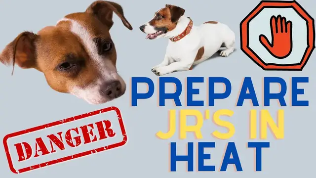 Video thumbnail for Preparing For Your Jack Russell Terrier To Be In Heat!