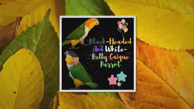 Video thumbnail for Black-Headed and White-Belly Caique Parrot