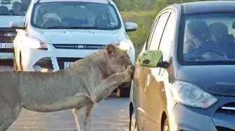 Video thumbnail for Lion Versus Car's Door!