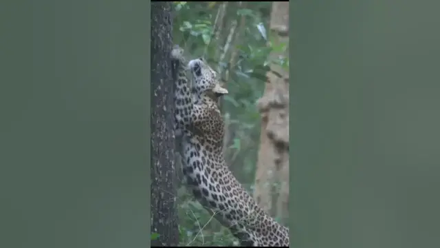 Video thumbnail for Leopard Marking Territory #shorts