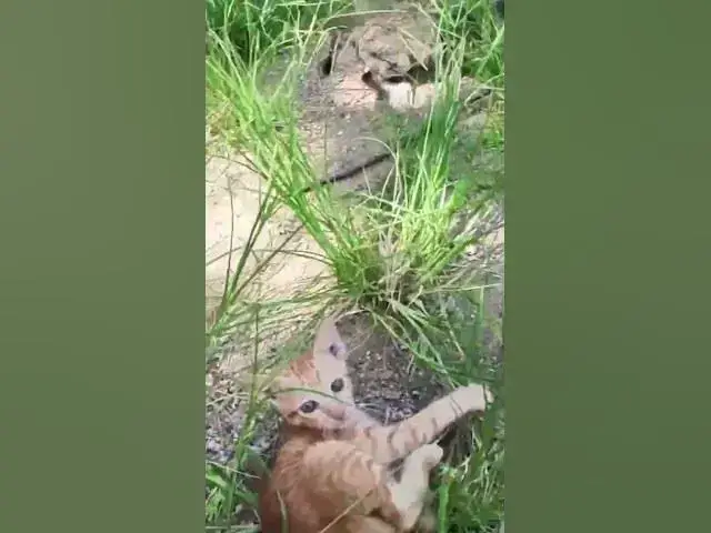 Video thumbnail for babies cat 25