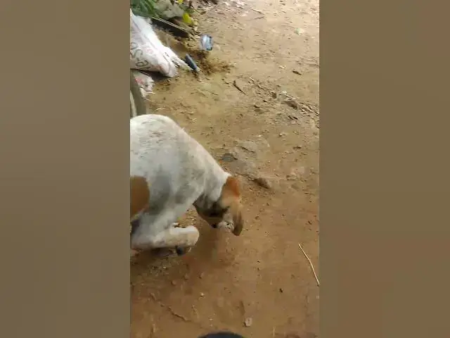 Video thumbnail for Cat & Dog Playing with 5  #animals#Cat #shortcat #cats #allcat #allbabiescat #viralcat