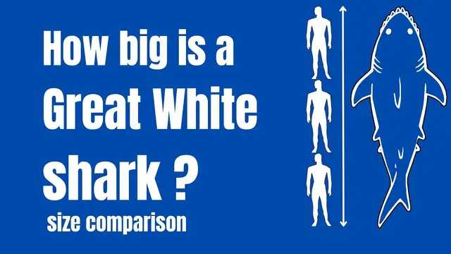 Video thumbnail for How big is a great white shark - How long is a great white shark - great white shark size & length
