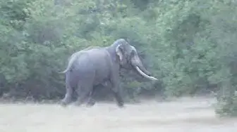 Video thumbnail for Elephant running / Biggest tusker (elephant)  in Wilpattu national park