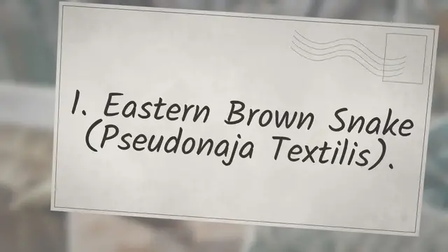 Video thumbnail for 10 Most Venomous Snakes: Deadliest Snakes Ranked By Venom