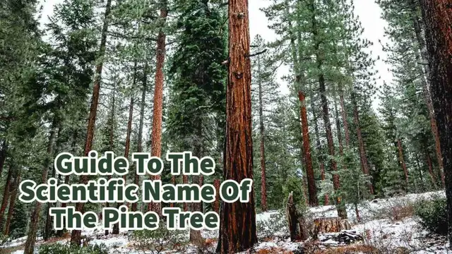 Video thumbnail for Guide To The Scientific Name Of The Pine Tree