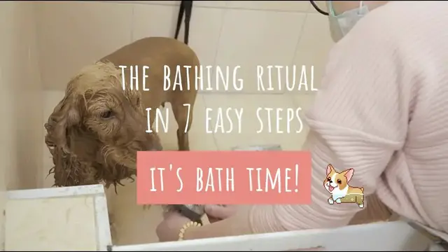 Video thumbnail for How to bath your dog in 7 easy steps