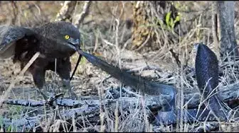 Video thumbnail for Cobra vs Brown Snake Eagle - Latest Wildlife Sightings