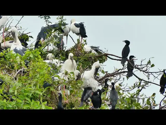 'Video thumbnail for The area field for bird live, mad nest here alot'