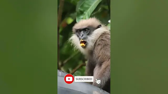 Video thumbnail for western purple-faced langur / monkey