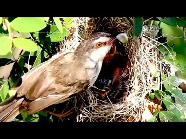 'Video thumbnail for Baby's bird wait to eat hungry in nest'