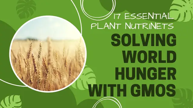 Video thumbnail for This Nutrient & GMO Will Solve World Hunger. The Purpose Of Iron And Plants. Plantmas Ep 17