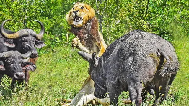 'Video thumbnail for Drama as Buffaloes Trample Old Lion'