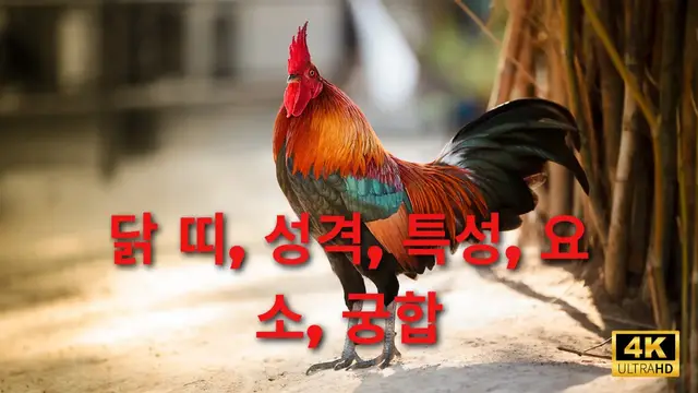 Video thumbnail for 닭 띠, 성격, 특성, 요소, 궁합