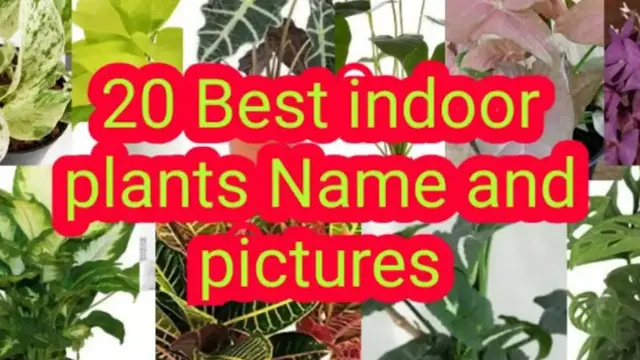Video thumbnail for Indoor Ornamental Plants With Names And Pictures