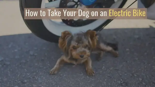 Video thumbnail for How to Take Your Dog on an Electric Bike