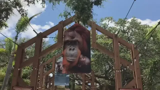 'Video thumbnail for Zoo Tampa and the New Roaring Springs Ride'