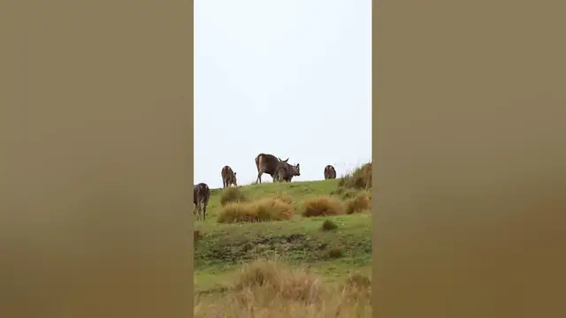 Video thumbnail for Sambar Deer Herd In Horton plains #shorts
