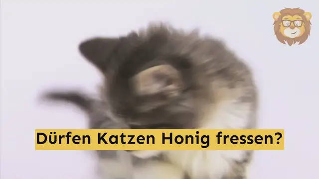 'Video thumbnail for Dürfen Katzen Honig essen?'
