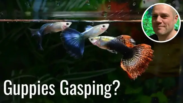 'Video thumbnail for Why Are My Guppies Gasping For Air At The Surface? HOW TO SOLVE THE PROBLEM OF GASPING GUPPIES!'