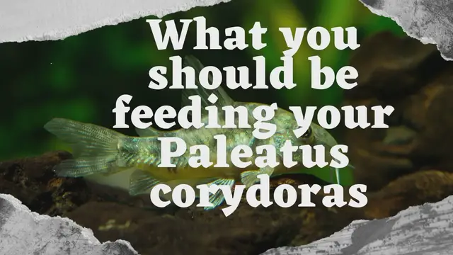 Video thumbnail for What you should be feeding your Paleatus corydoras