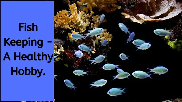 'Video thumbnail for Why Fish Keeping Is Great For You - Why Fish Keeping Is Good For Your Health'