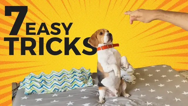 Video thumbnail for 7 Cool Tricks to Teach your Beagle (with step-by-step Guide)