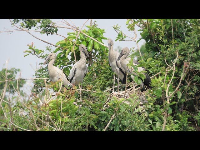 Video thumbnail for DYNA FRESH LIFE BIRD#baby #birds #nature #animals #freefire