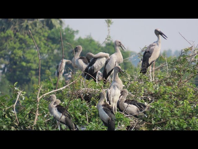 Video thumbnail for LOVELY GREAT NATURAL BIRD#baby #birds #nature #wildlife #wildlife #animals