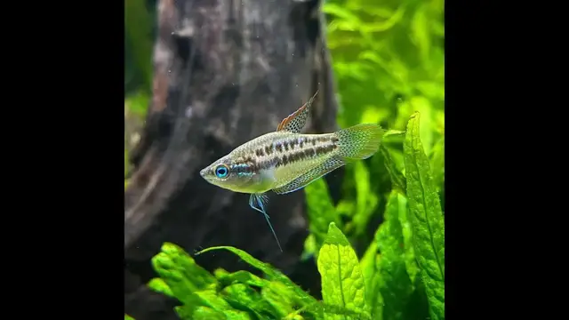 'Video thumbnail for Tropical Sparkling Gourami Fish (Pygmy Gourami) Profiles - Short Introduction'