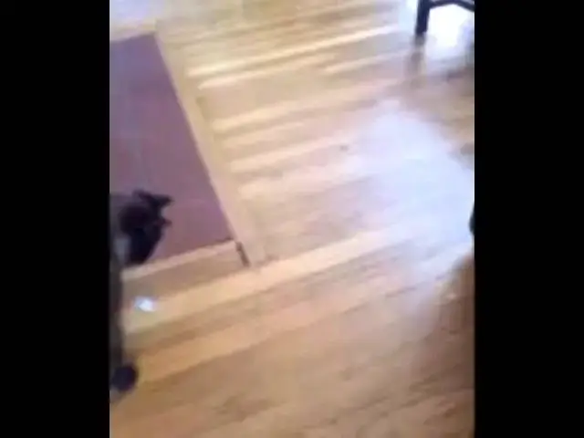 Video thumbnail for Nanook playing with his lazer.
