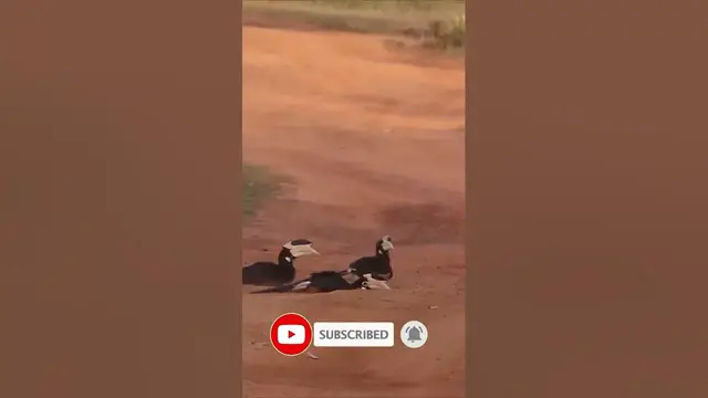 Video thumbnail for Malabar pied hornbills #shorts