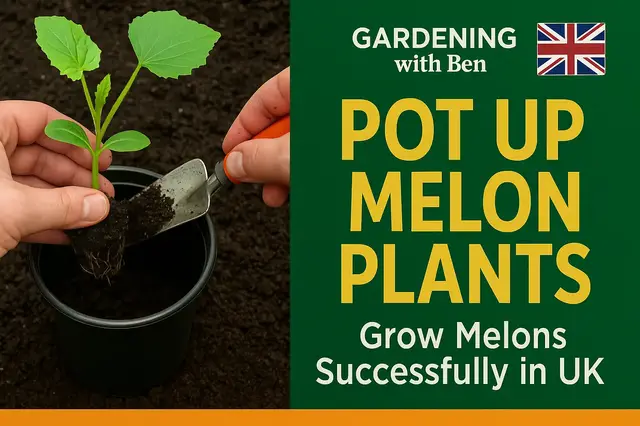 'Video thumbnail for How to Pot Up Melon Plants Growing Melons Successfully in the UK'