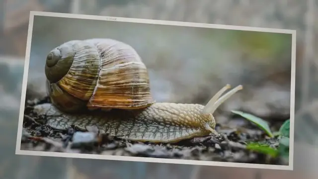 'Video thumbnail for What Do Water Snails Eat?: A Look at the Diet of a Common Pond Snail!'
