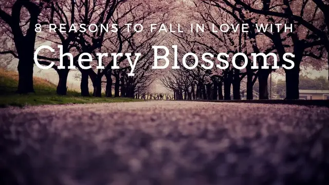 'Video thumbnail for The Geisha's Flower: Cherry Blossom Spiritual Meaning and Magic'