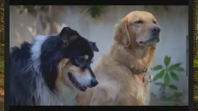 'Video thumbnail for 3 Reasons Why Dogs Throw Up After Eating Something Cold'