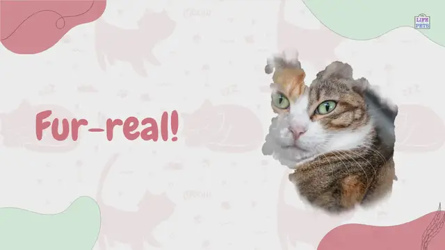 Video thumbnail for 100 Ways to Show Your Cat You Love Them