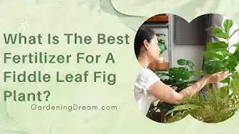 Video thumbnail for What Is The Best Fertilizer For A Fiddle Leaf Fig Plant?