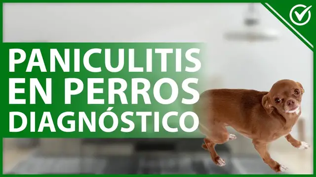 Video thumbnail for 🐶 PANICULITIS en PERROS: Qué es, causas, síntomas, diagnóstico y tratamiento 😓🐶