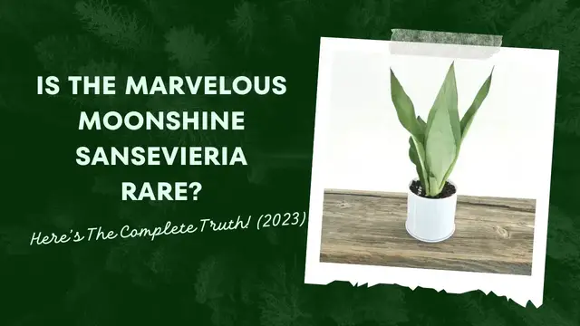 'Video thumbnail for Is the Marvelous Moonshine Sansevieria Rare? Here’s The Complete Truth! (2023)'
