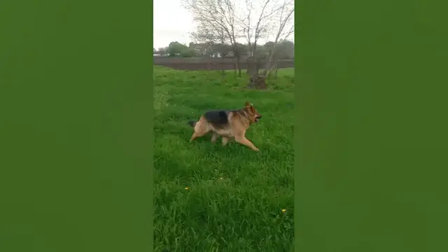 Video thumbnail for German shepherd vs. cow🤔🤨😗#shorts