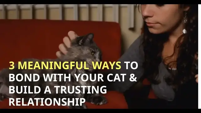 Video thumbnail for 3 MEANINGFUL WAYS TO BOND WITH YOUR CAT