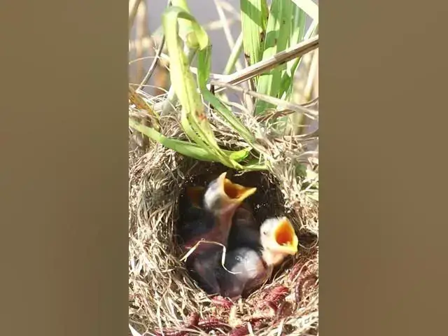 Video thumbnail for Demon Babies Birds Very hungry eat EP#209  #birdslover #birdwatch #birds #beautifulbird #shortvideo